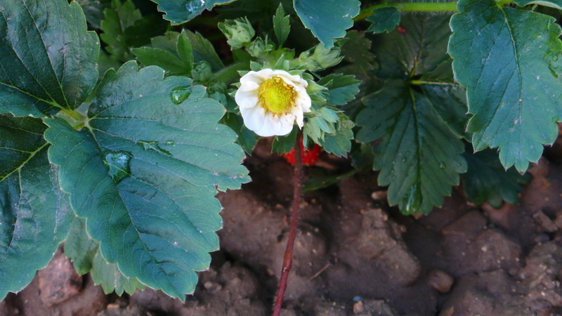 P1150712.JPG - 2015 - Fleur de fraisier