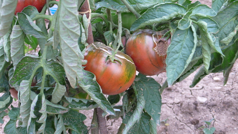 P1150752.JPG - 2015 - Tomates néeoires de Crimée